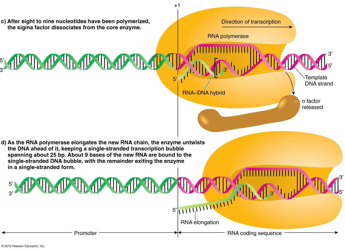 RNA polymerase elongating the RNA-DNA hybrid within a single stranded transcription bubble after the sigma factor has dissociated from the core enzyme