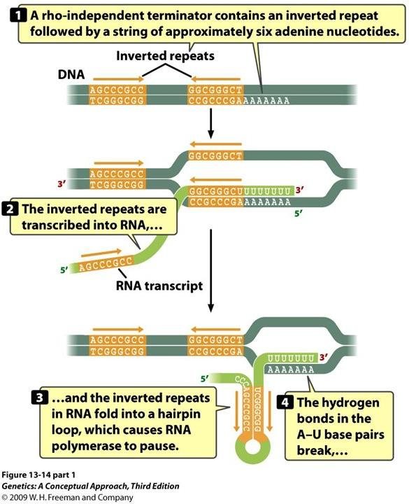 Rho-independent terminator mechanism: inverted repeats in DNA are transcribed into RNA, fold into a hairpin loop, and the weak A-U hydrogen bonds break to release the transcript