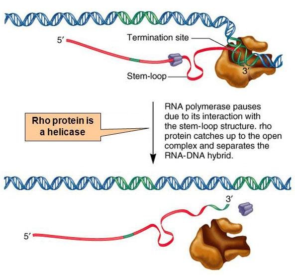 Rho protein, a helicase, catches up to RNA polymerase paused at the stem-loop and separates the RNA-DNA hybrid, releasing the RNA transcript