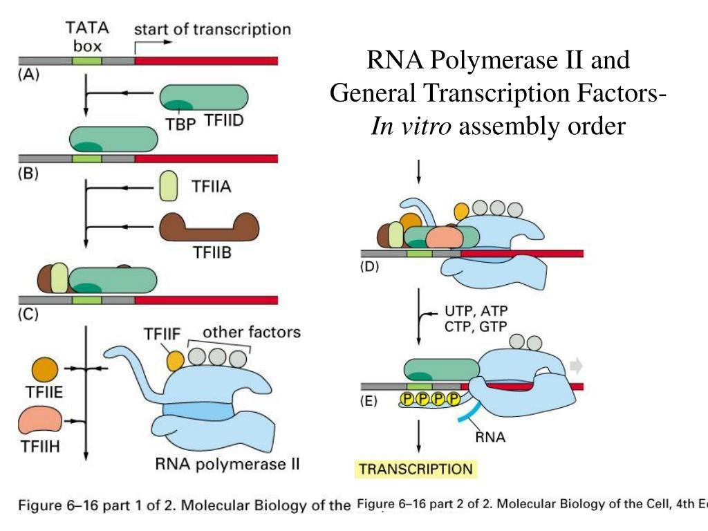 Assembly of the general transcription factors on the TATA box, TBP, TFIID, TFIIA, TFIIB, TFIIF and other factors, followed by RNA polymerase II, then TFIIE and TFIIH, before transcription begins