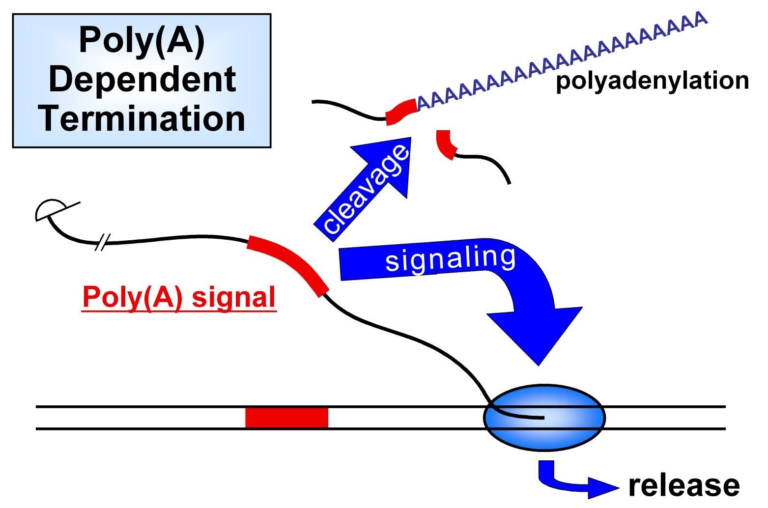 Poly(A) dependent termination: the poly(A) signal downstream of a gene triggers cleavage and polyadenylation signalling and release of RNA polymerase