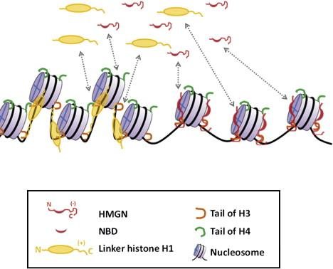 Nucleosomes with linker histone H1, HMGN protein and the tails of histones H3 and H4 diagrammed along a chromatin fibre