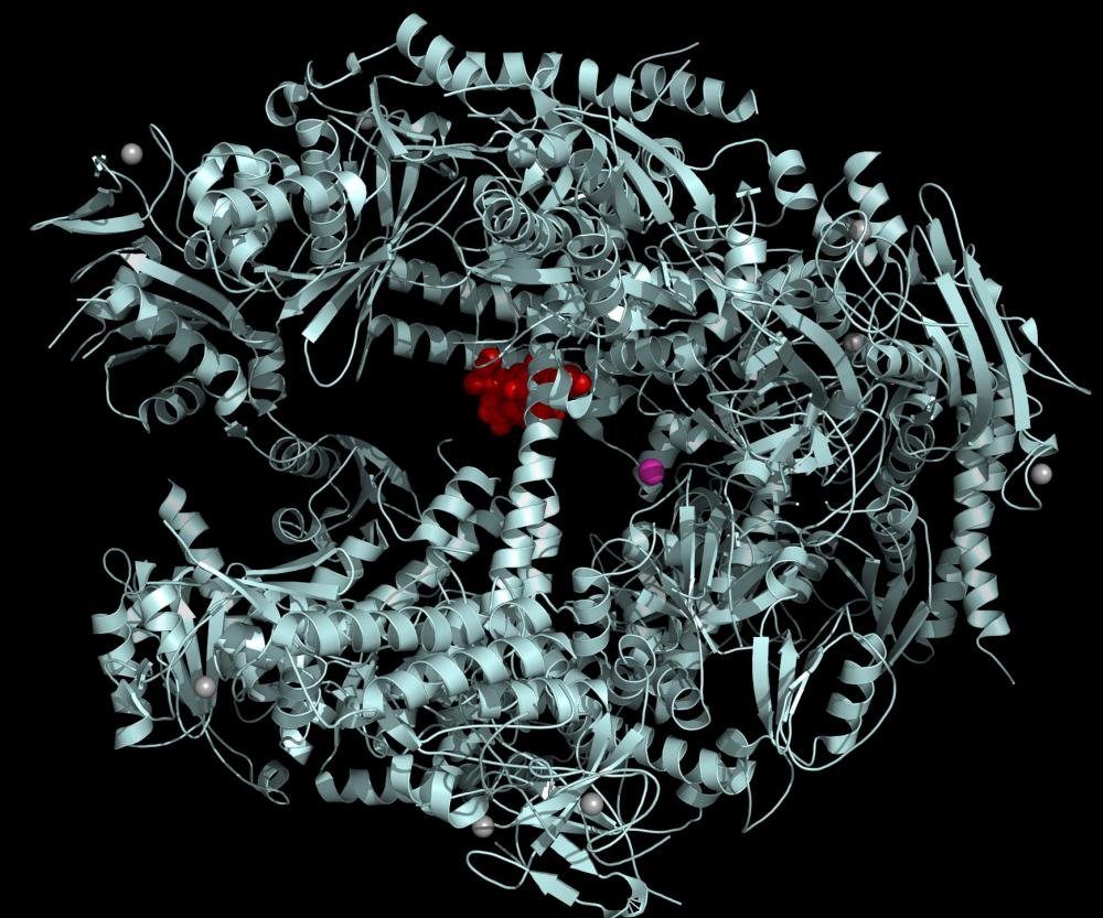 Ribbon structure of RNA polymerase II with alpha-amanitin, red, bound near the active site