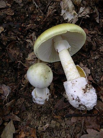 A death cap mushroom, Amanita phalloides, the source of the toxin alpha-amanitin