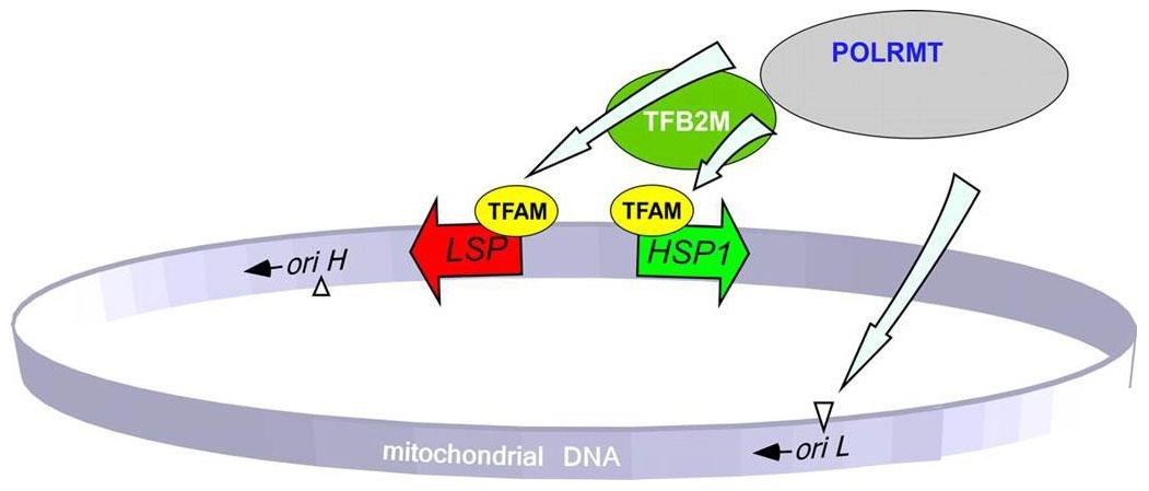 Circular mitochondrial DNA with the light strand promoter, LSP, and heavy strand promoter, HSP1, bound by TFAM, TFB2M and POLRMT near the origins of replication