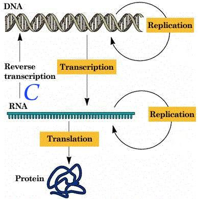 Diagram of the central dogma showing DNA with replication, transcription to RNA with reverse transcription running back, and translation to protein