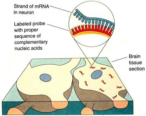 Diagram of a brain tissue section with an enlargement showing a labelled probe with the proper sequence of complementary nucleic acids binding a strand of mRNA in a neuron