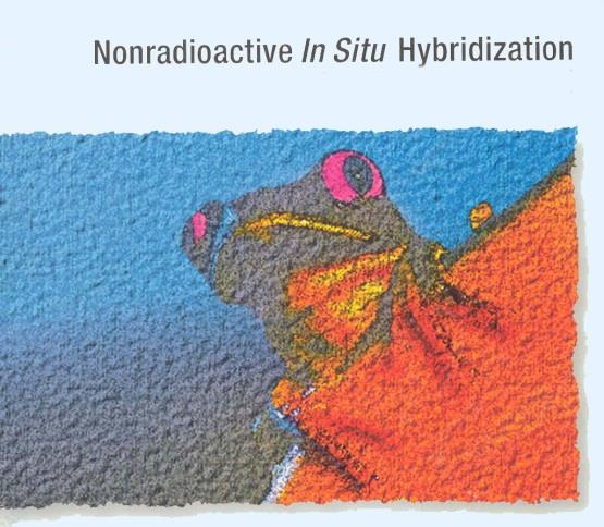 Photomicrograph labelled Nonradioactive In Situ Hybridization showing tissue with strongly coloured labelled cells against a contrasting background