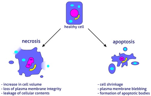 Diagram of a healthy cell with arrows to necrosis, showing increase in cell volume, loss of plasma membrane integrity and leakage of cellular contents, and to apoptosis, showing cell shrinkage, plasma membrane blebbing and formation of apoptotic bodies