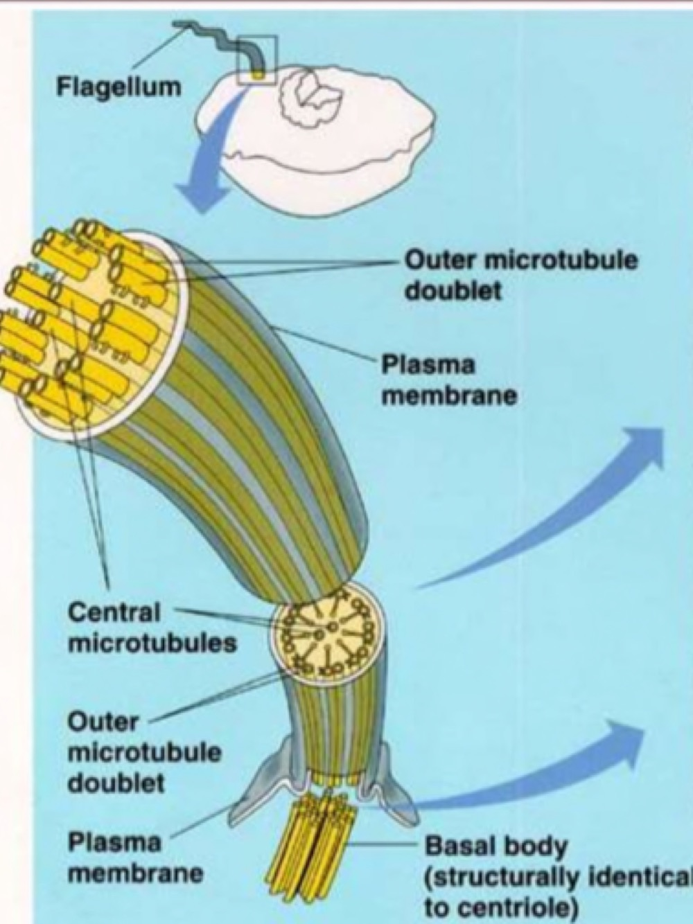 Diagram of a flagellum showing the outer microtubule doublets, the central microtubules, the plasma membrane and the basal body, which is structurally identical to a centriole