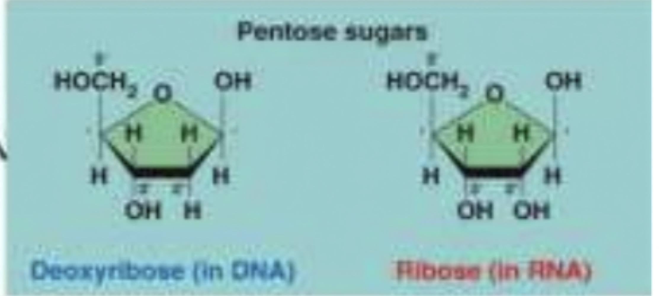 The structures of deoxyribose, found in DNA, and ribose, found in RNA