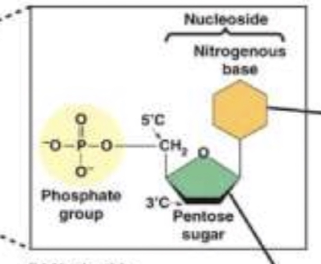 Diagram of a nucleotide showing the phosphate group, the pentose sugar and the nitrogenous base