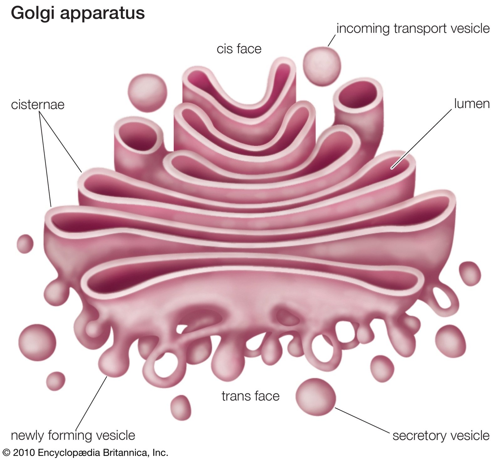 Diagram of the Golgi apparatus showing the cis face receiving an incoming transport vesicle, the cisternae and lumen, the trans face, a newly forming vesicle and a secretory vesicle
