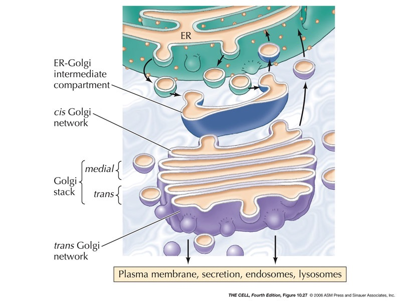 Diagram of the secretory pathway from the endoplasmic reticulum through transport vesicles and the intermediate compartment to the cis, medial and trans Golgi network, and on to the plasma membrane, secretion, endosomes and lysosomes
