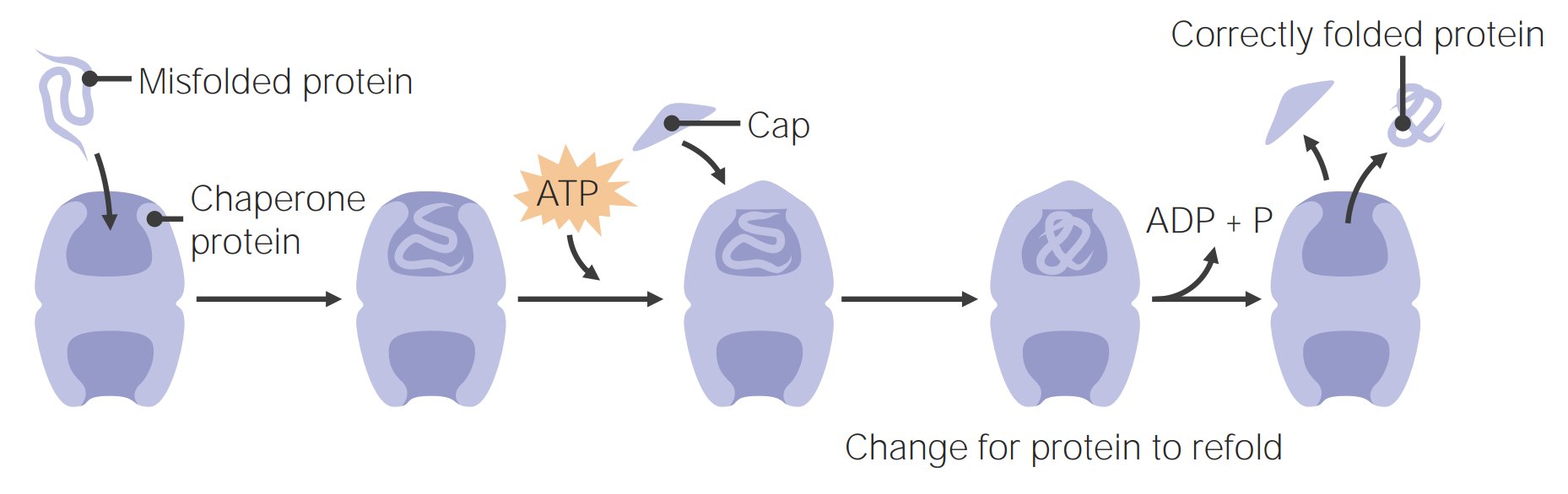 Chaperone cycle: a chaperone protein binds a misfolded protein, ATP binds and a cap closes over it, then ADP and phosphate are released and the correctly folded protein comes out