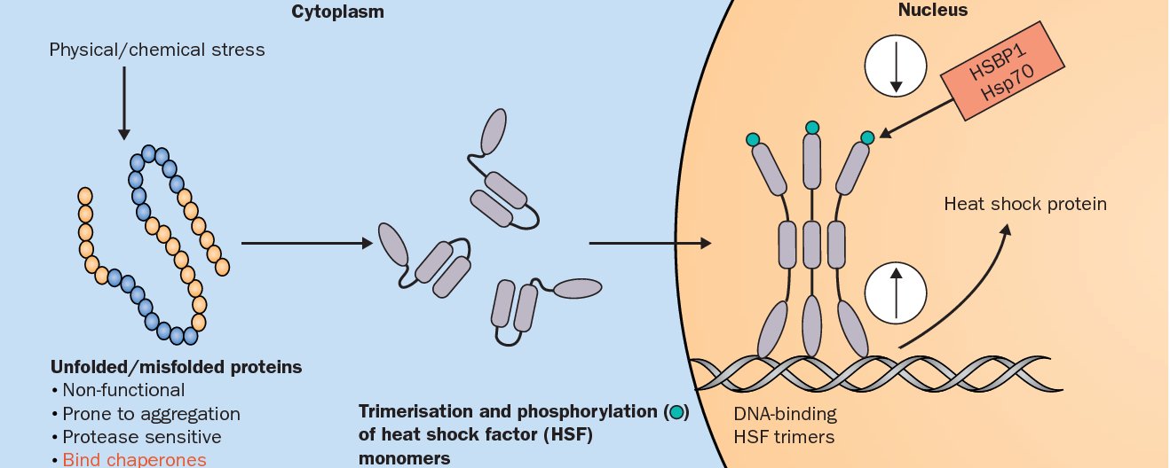 Heat shock response: physical or chemical stress produces unfolded, aggregation-prone misfolded proteins that trigger trimerisation and phosphorylation of heat shock factor monomers, which enter the nucleus, bind DNA and induce heat shock protein transcription