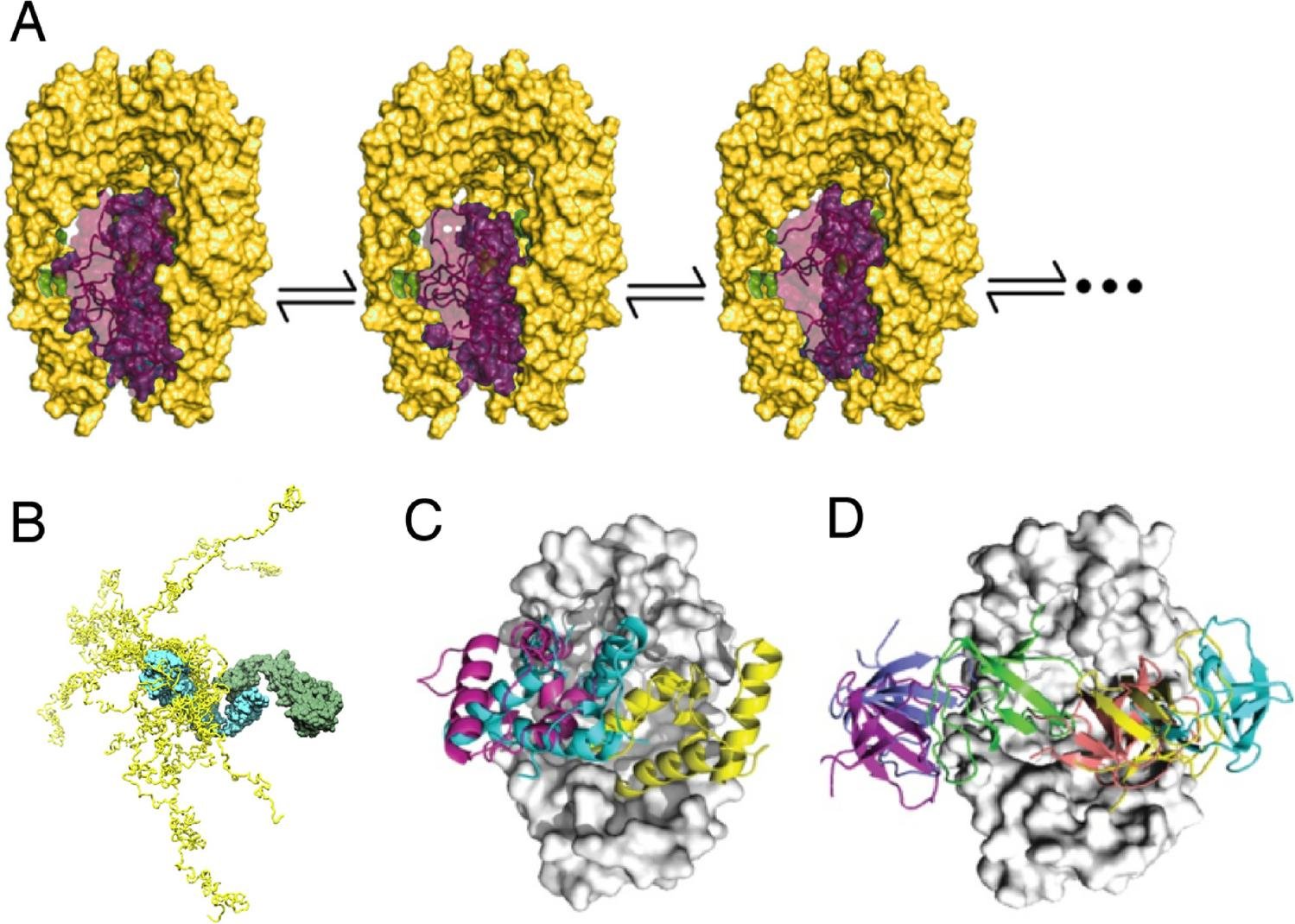 Structural models of chaperone-client complexes, unlabelled: a client sitting inside the chaperone cavity, a disordered client ensemble bound to a chaperone, and complexes in which the chaperone reshapes the client's conformation