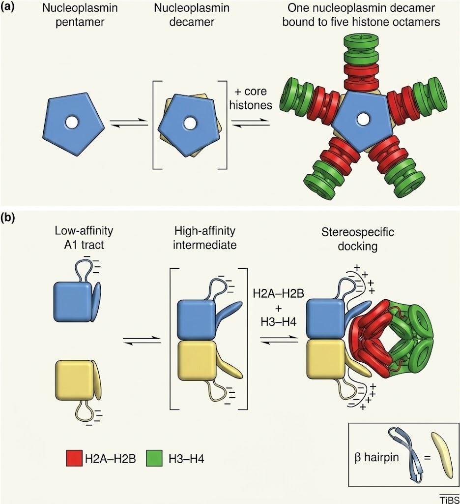 Nucleoplasmin assembly: a nucleoplasmin pentamer forms a decamer that binds five H2A-H2B and H3-H4 histone complexes through a low-affinity to high-affinity to stereospecific docking sequence, with the beta hairpin extending outward to bind H2A-H2B