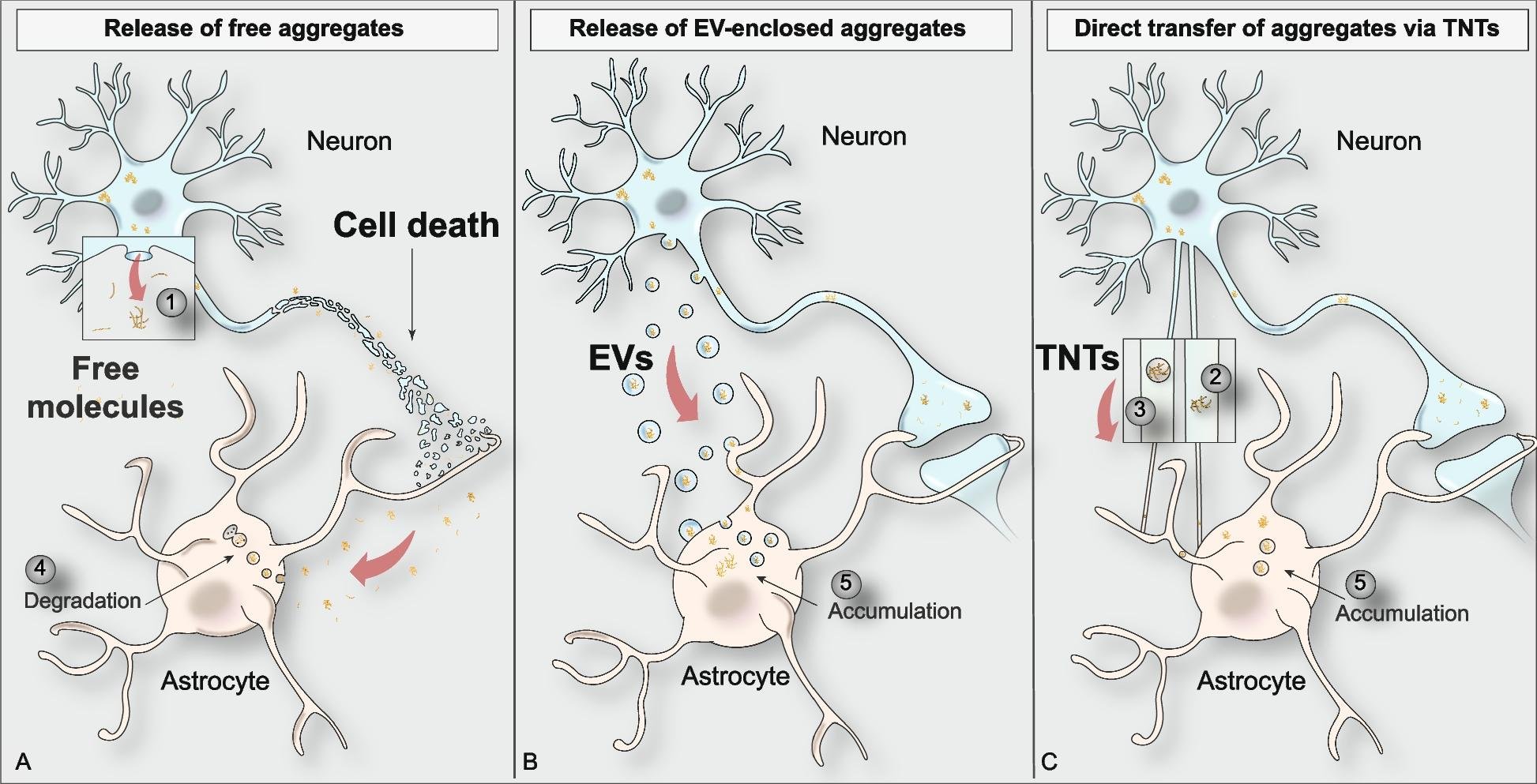 Three routes of aggregate spread from a dying neuron to an astrocyte: release of free aggregate molecules, release of aggregates enclosed in extracellular vesicles, and direct transfer through tunnelling nanotubes, ending in accumulation or degradation