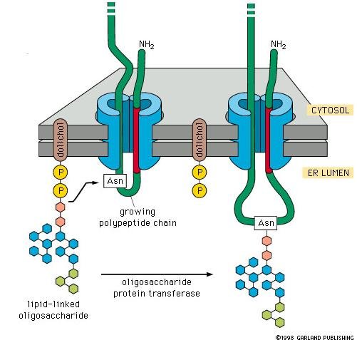 Glycosylation at the ER membrane: a lipid-linked oligosaccharide on dolichol phosphate is transferred by oligosaccharide protein transferase onto an Asn residue of the growing polypeptide chain as it enters the ER lumen