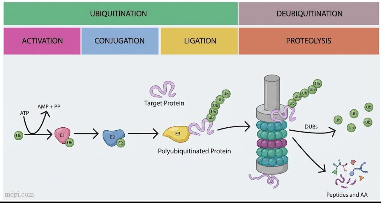 Ubiquitination and deubiquitination cycle: E1 activates ubiquitin with ATP, E2 conjugates it, E3 ligates a polyubiquitin chain onto the target protein, the proteasome degrades it to peptides and amino acids, and DUBs release free ubiquitin