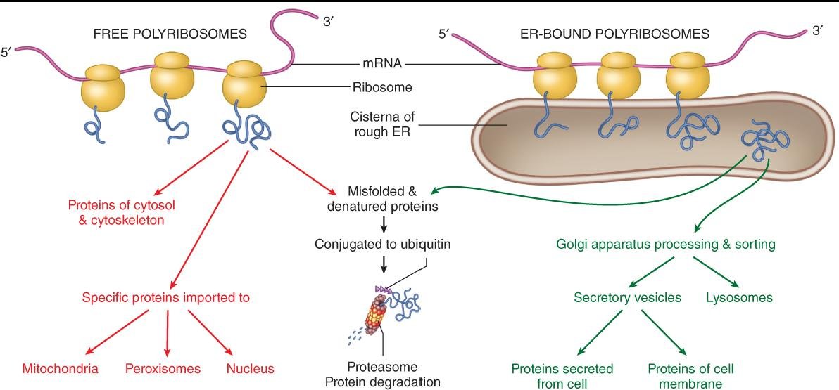 Protein fates after translation: free ribosomes give cytosolic proteins or import to mitochondria, peroxisomes and nucleus, misfolded proteins are ubiquitinated for proteasome degradation, and ER-bound ribosomes feed Golgi sorting to secretory vesicles, lysosomes and membrane proteins