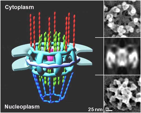 3D structure of the nuclear pore complex spanning cytoplasm and nucleoplasm, with electron microscopy insets of the pore viewed from the front and side, unlabelled beyond cytoplasm and nucleoplasm
