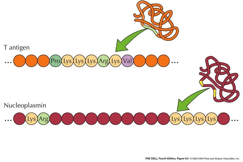 Nuclear localisation signals: the SV40 T antigen signal is one stretch, Pro-Lys-Lys-Lys-Arg-Lys-Val, while the nucleoplasmin signal is bipartite, a Lys-Arg pair separated from a Lys-Lys-Lys-Lys stretch