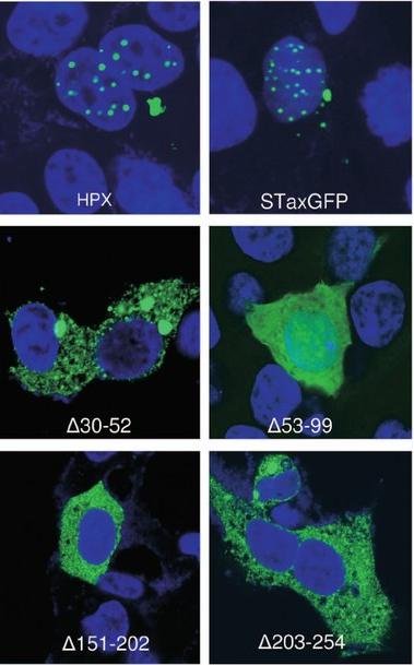 Fluorescence images of Tax and NLS-deletion mutants, HPX, STaxGFP, delta30-52, delta53-99, delta151-202, delta203-254, showing different nuclear versus cytoplasmic localisation in green against blue-stained nuclei