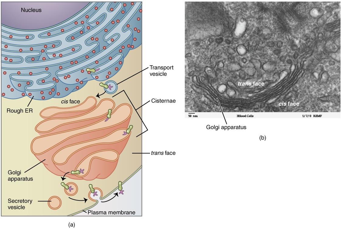 Rough ER studded with ribosomes feeding transport vesicles into the Golgi apparatus at its cis face, through the cisternae to secretory vesicles at the trans face, with an electron micrograph of the Golgi's cis and trans faces