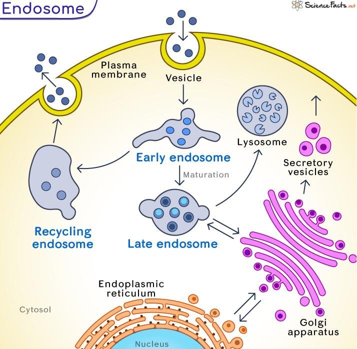 Endosome compartments diagram: a plasma-membrane vesicle becomes an early endosome, which recycles via a recycling endosome back to the membrane or matures into a late endosome heading to the lysosome, with links to the ER and Golgi