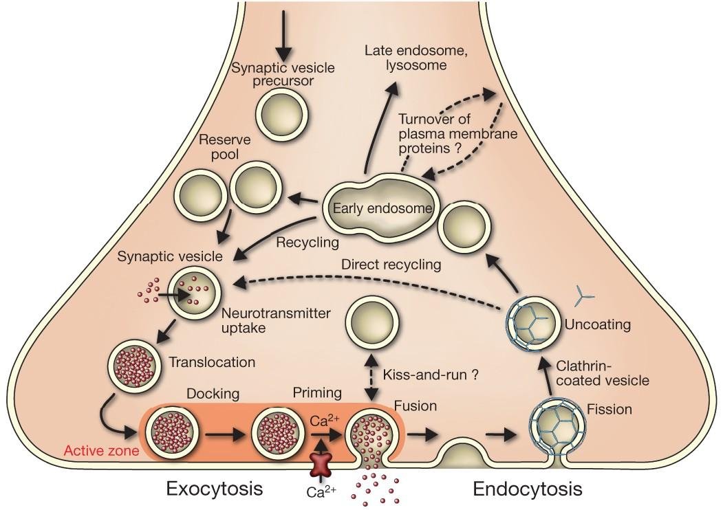 Synaptic vesicle cycle at the active zone: vesicles from the reserve pool dock, prime and fuse with Ca2+ influx to release neurotransmitter, exocytosis, while clathrin-coated vesicles form, uncoat and recycle directly or via the early endosome, endocytosis