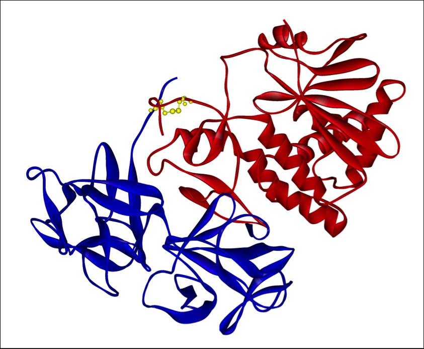 Ribbon structure of the ricin heterodimer, unlabelled: the smaller A chain in blue is linked to the larger lectin B chain in red