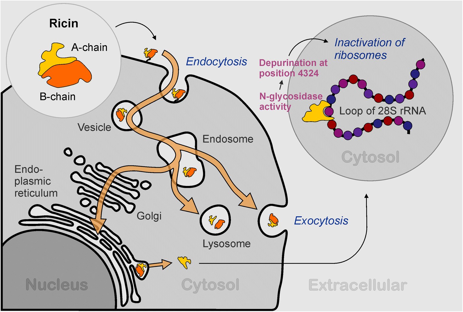 Ricin's route through the cell: after endocytosis the A and B chain toxin reaches an endosome, then the lysosome or exocytosis, or via the Golgi to the ER, where the A chain reaches the cytosol and depurinates the 28S rRNA loop at position 4324, inactivating ribosomes