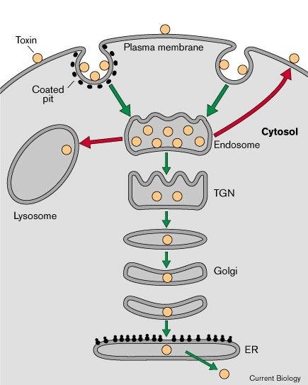 Generic retrograde toxin trafficking: toxin enters by a coated pit into the endosome, most goes to the lysosome or recycles to the plasma membrane, but some travels via the trans-Golgi network and Golgi to the endoplasmic reticulum