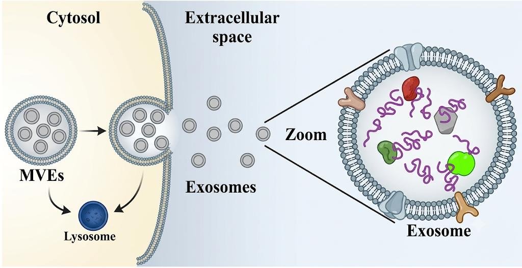 Multivesicular endosome releasing its internal vesicles as exosomes into the extracellular space, or fusing with the lysosome for degradation, with a zoomed exosome showing membrane-anchored and luminal cargo proteins