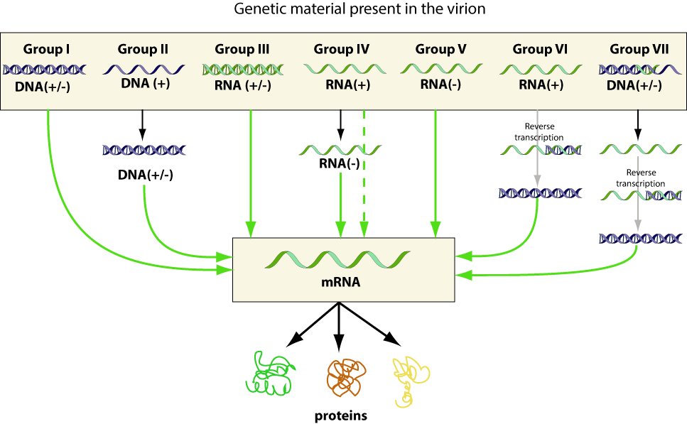 Baltimore classification of virus genomes into seven groups by genetic material, showing the route from each group to mRNA and, for groups VI and VII, reverse transcription to DNA(+/-)