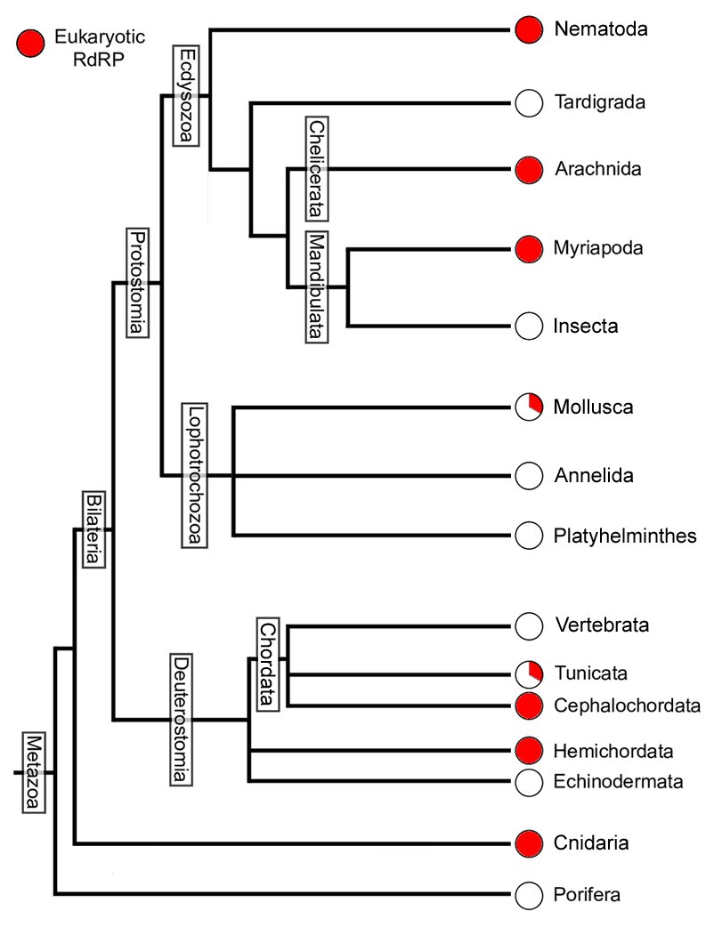 Phylogenetic tree of animal lineages marking which groups keep a eukaryotic RNA-dependent RNA polymerase, filled circles for example nematoda, arachnida and myriapoda, and which have lost it, open circles including vertebrata