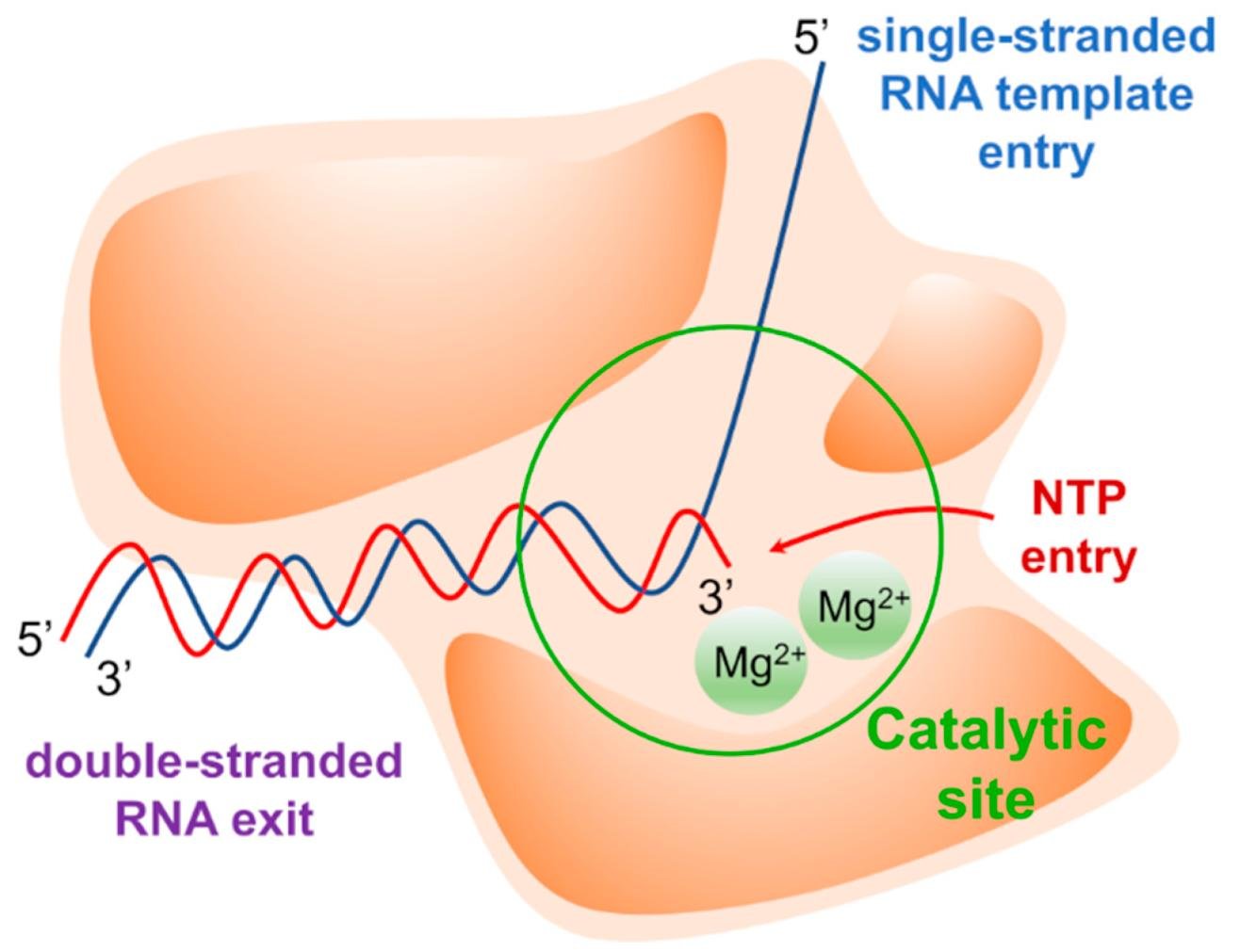 RNA-dependent RNA polymerase in action: single-stranded RNA template entry, NTP entry and Mg2+ ions at the catalytic site, and double-stranded RNA exit