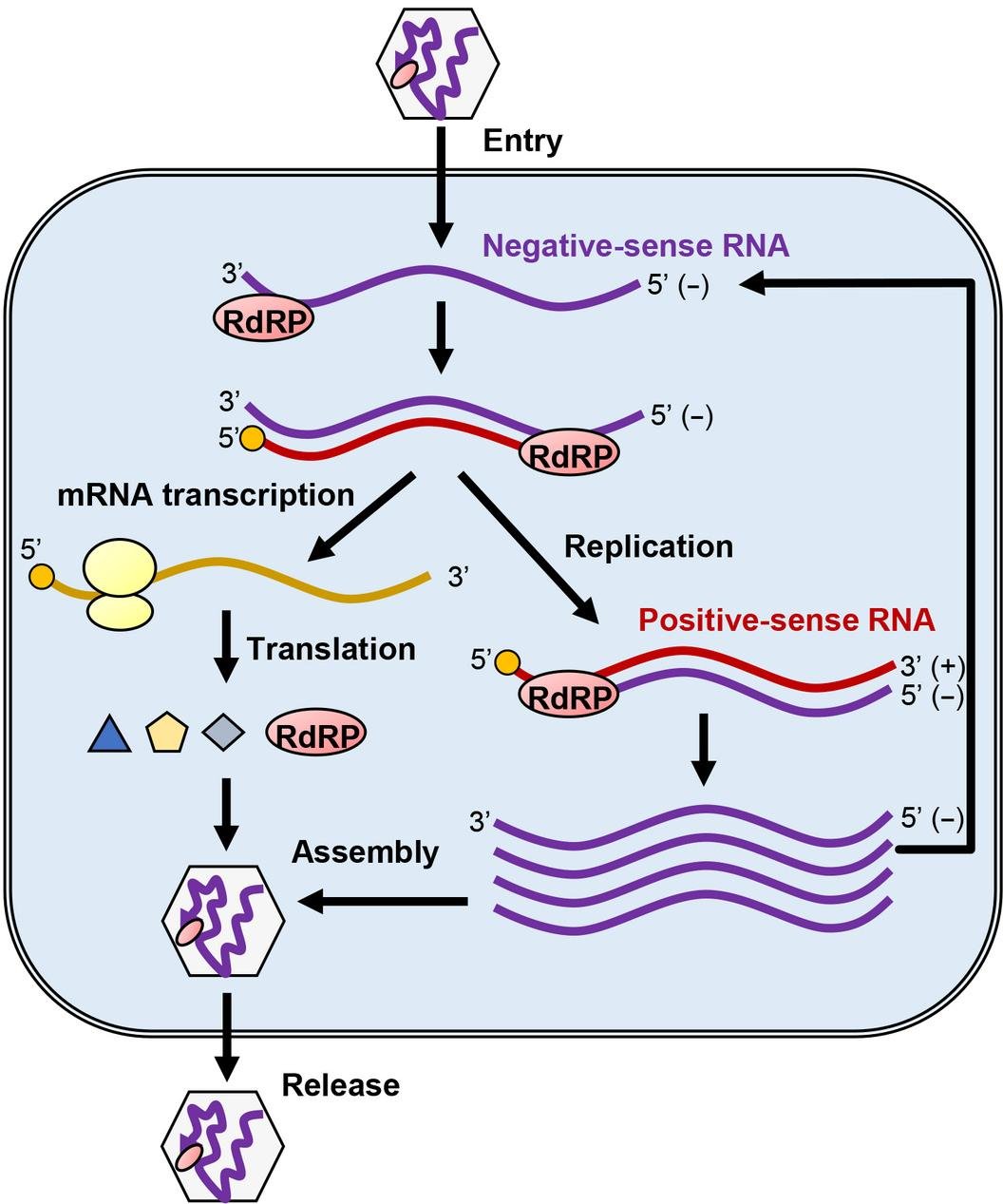 Negative-sense RNA virus cycle: entry, RdRP-mediated mRNA transcription and replication to positive-sense RNA, translation, assembly and release of new virions