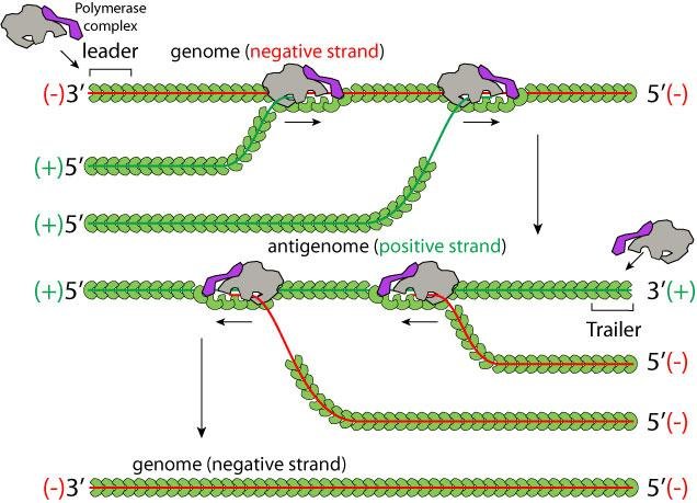 Mechanism of negative-sense RNA replication: polymerase complex starts at the leader on the (-) genome, produces the (+) antigenome, then restarts at the trailer to make new (-) genomes