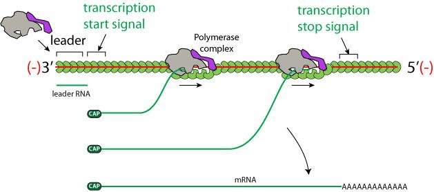 Replication-transcription switch: polymerase complex initiates at the transcription start signal, produces leader RNA, and finishes each capped mRNA with a poly-A tail at the transcription stop signal