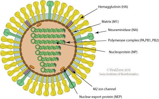 Influenza virion cross-section labelled haemagglutinin (HA), matrix (M1), neuraminidase (NA), polymerase complex (PA, PB1, PB2), nucleoprotein (NP), M2 ion channel and nuclear export protein (NEP)