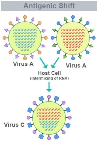 Antigenic shift: two influenza A strains co-infect a host cell, their segmented genomes intermix, and a new reassortant virus C emerges