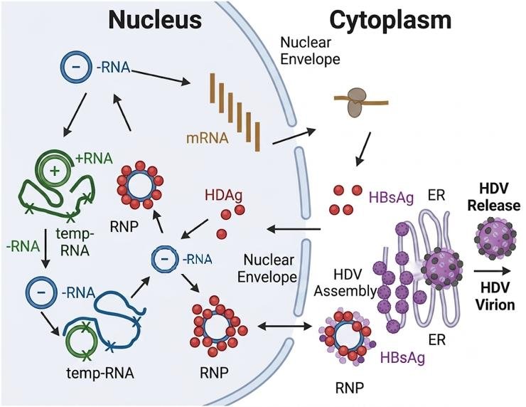 HDV replication cycle: nuclear rolling-circle replication of the (-)RNA genome, ribozyme processing, RNP export to the cytoplasm and assembly with hepatitis B surface antigen, HBsAg, into HDV virions