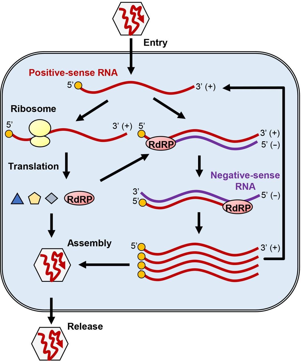 Positive-sense RNA virus cycle: ribosome translation of the (+)RNA, RdRP-mediated synthesis of negative-sense RNA, replication back to (+)RNA, assembly and release