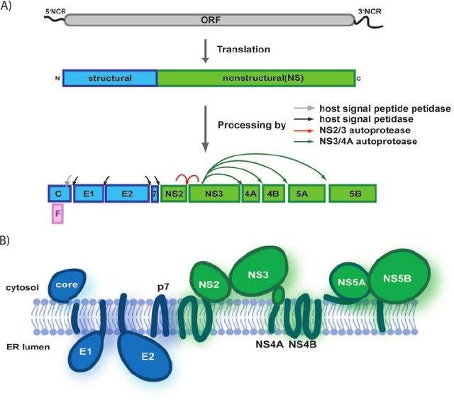 Hepatitis C virus genome translated as one open reading frame into a polyprotein, processed by host signal peptidase and viral NS2/3 and NS3/4A proteases into structural and nonstructural proteins