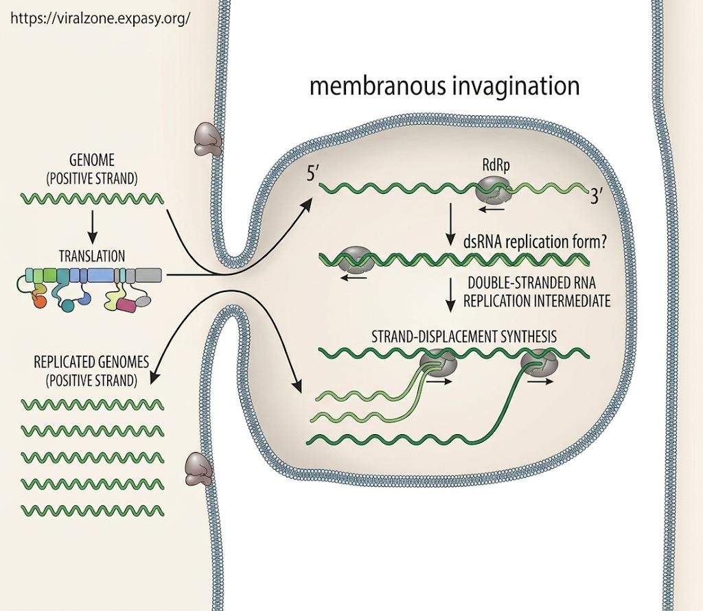 Membranous invagination forming a virus factory: (+)RNA genome translated, RdRP builds the double-stranded RNA replication form, and new (+)RNA genomes are released by strand-displacement synthesis