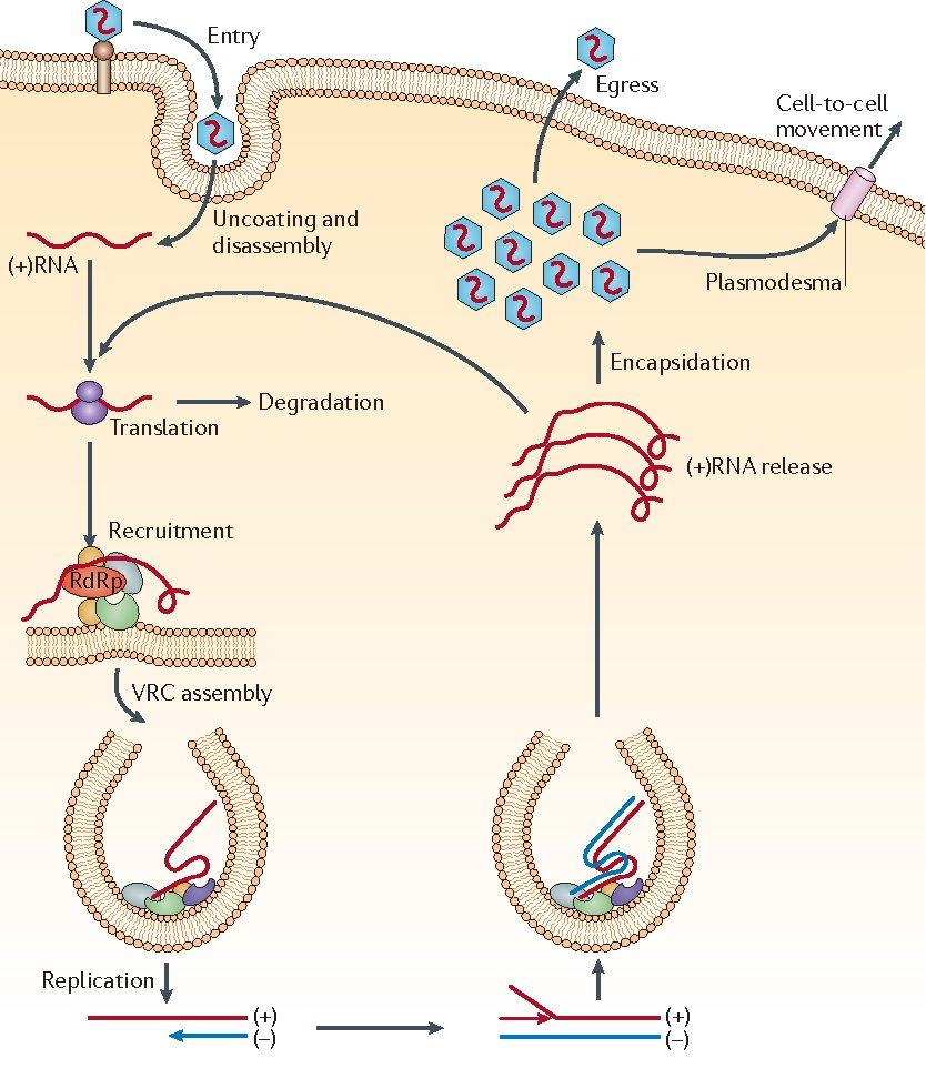 Steps of positive-sense RNA replication: entry, uncoating and disassembly, translation, degradation of some (+)RNA, encapsidation, egress and cell-to-cell movement via plasmodesmata