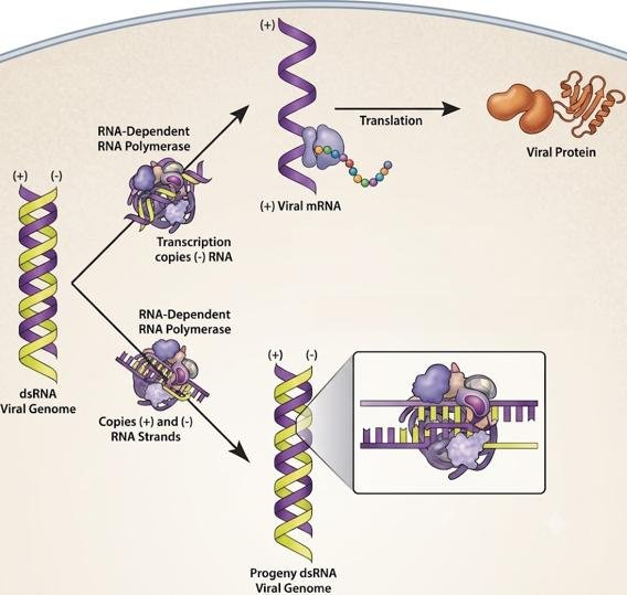 dsRNA viral genome inside the capsid: RNA-dependent RNA polymerase either transcribes the (-) strand into (+) viral mRNA or copies both strands to make a progeny dsRNA genome